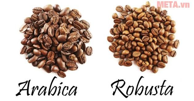 Cây Cà phê. Coffea arabica L - Cây Thuốc Nam Quanh Ta
